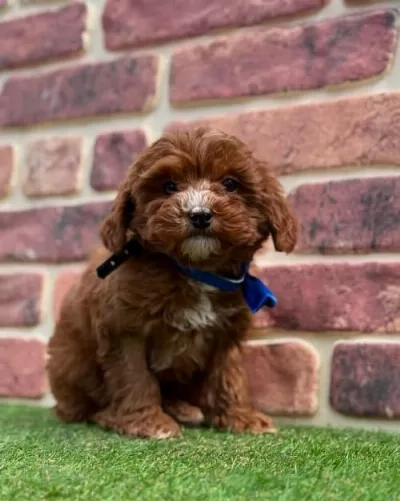 Oyuncu Ve Sevecen Maltipoo Yavruları
