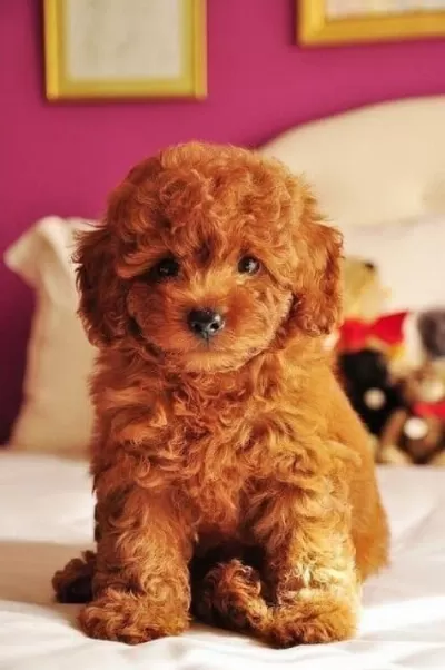 Sevimli Köpeğimizi Vermek Durumunda Kaldık