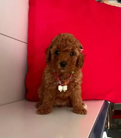 Toy Poodle Irk Ve Sağlık Garantili