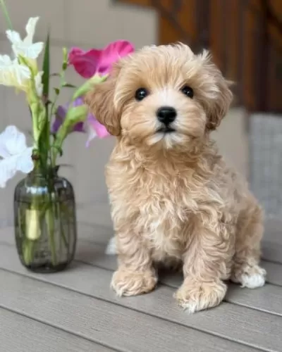 7.5 Aylık Maltipoo Erkek Yavrum
