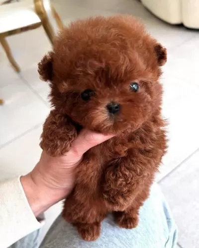 Cins Dişi Toy Poodle Görüşülür