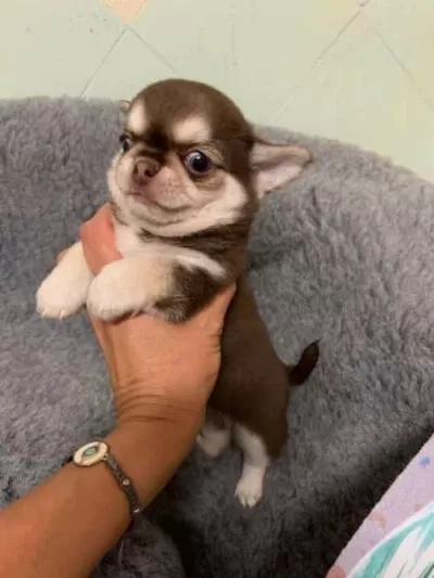 Safkan Chihuahua Yavrularımız