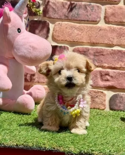 Sevimli Maltipoo Yavrum! Eşyalari Ile Birlikte