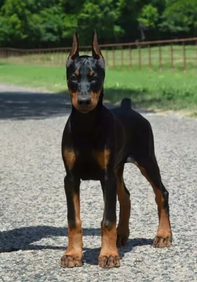 A Scr Li, Dobermann Yavrularımız Yeni Yuvlarini Arıyor.