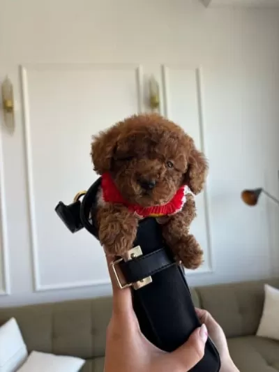 Cocuklarin En Iyi Dostu Toy Poodle Bebişlerimiz