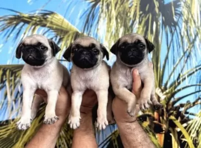 1 Dışı 1 Erkek Pug Yavrularımız