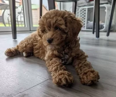 2,5 Aylık Poodle Erkek Bebek Için Yuva Arıyoruz