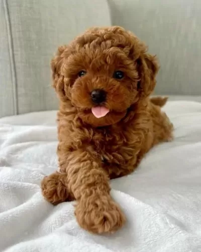 Dark Red Brown Teacup Bebekler
