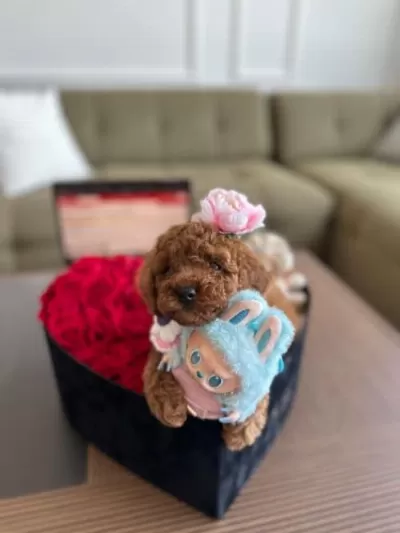 Nadir Guzellikteki Kore Toy Poodle Cocuklarim