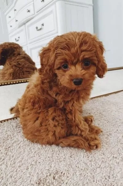 2,5 Aylık Toy Poddle Erkek İstanbul Içi Sahiplendirme