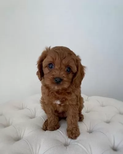 Red Brown Toy Poodle Yavrular