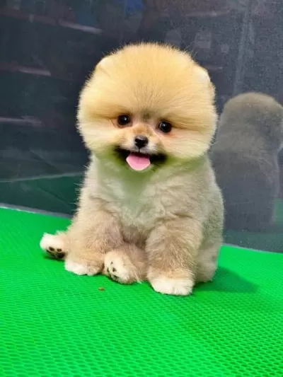 Safgan Erkek Pomeranian Boo
