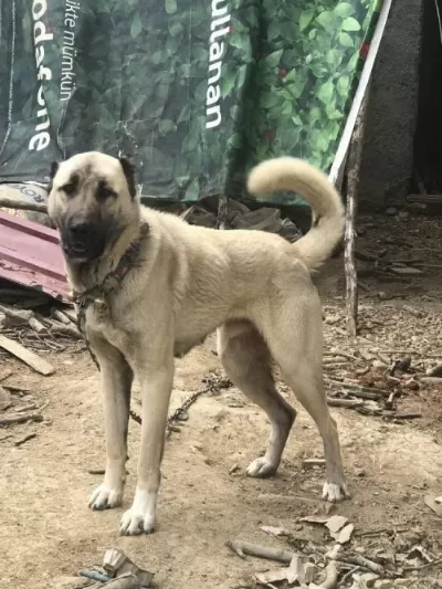 4 Tane Dev Kangal Yavru