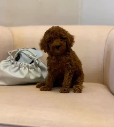 Kızıl Toy Poodle Bebekler Yuva Bekliyor