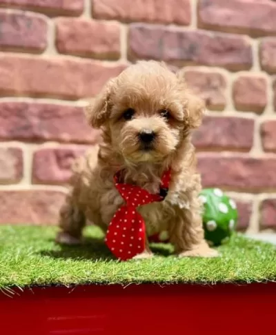 Anatomi Harikası Maltipoo Yavrularımız