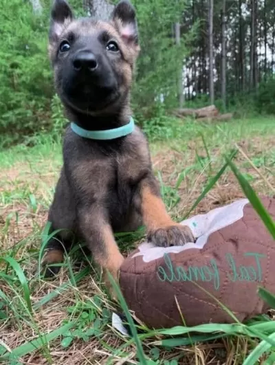 Belçika Kurdu Malinois 3.5 Aylık Erkek