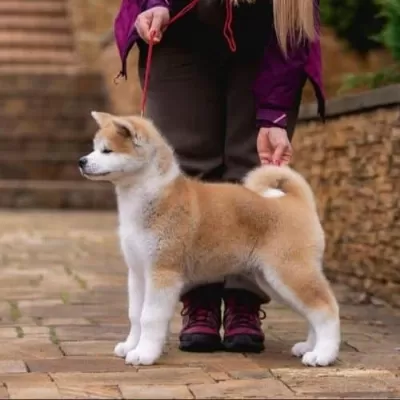 Kif Secreleri Akita Uni Amerikan