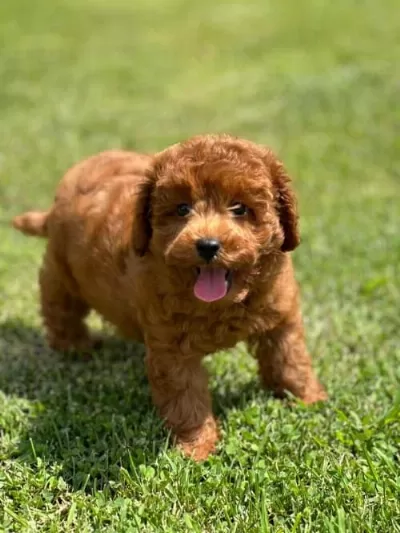 3 Aylık Dişi Poodle Aşıları Tam Tuvalet Eğitimli