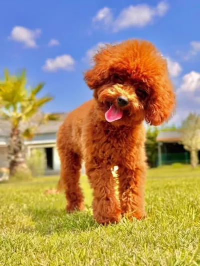 Eşsiz Güzellikte Toy Boy Poodle Yavrular