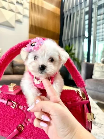 Maltese Terrier Kore Mini Yavrular