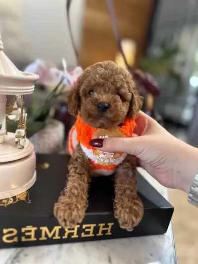 Koyu Kahverengi Orijinal Toy Poodle