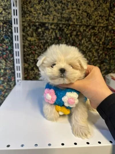 Maltese Terrier 50 Günlük Yavru