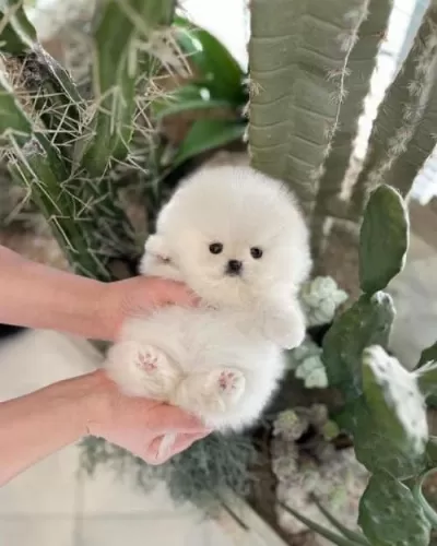 Orjinal Pomeranian Boo Teddy..