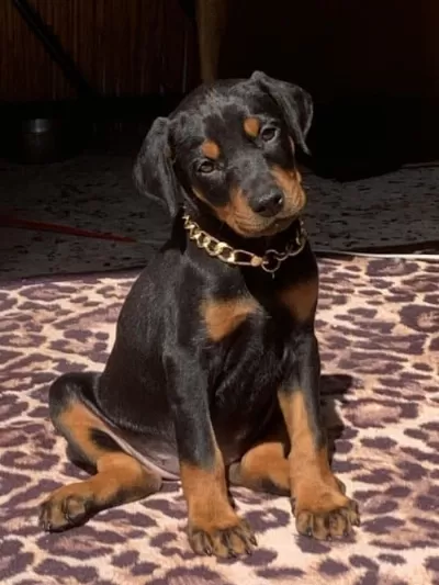 Doberman  Bebeklerim Yeni Evini Ariyor
