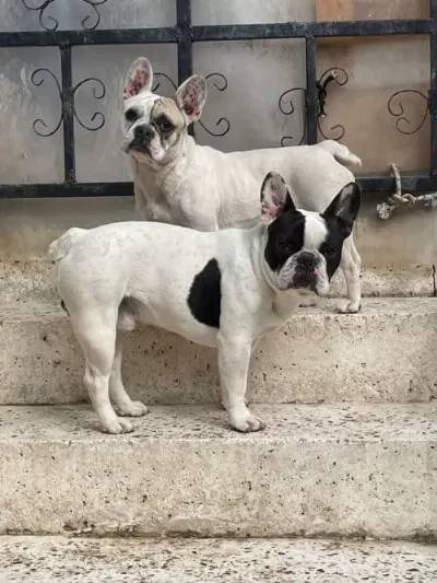 Oyuncu Ev Dostu Enerjik Frenchbulldog