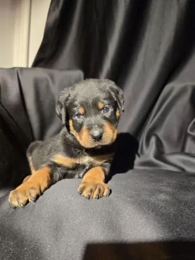 2 Aylık Orjinal Irk Rottweiler