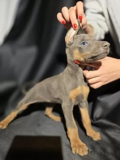 Yavru Dişi Doberman 2-3 Aylık Bir Yavru