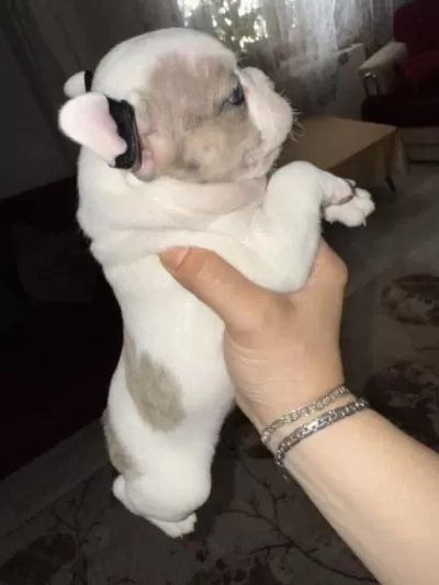 Dostum Merkür'E Iyi Bakabilecek Bir Aile Arıyoruz.