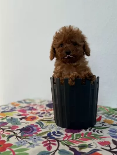 Alerji Dostu Koku Yapmayan Toy Poodle Yavrular