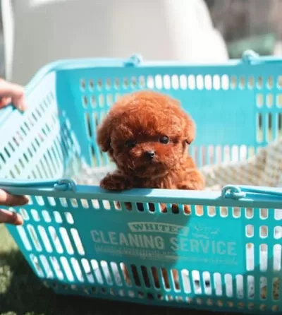 Sevimli Minnak Korean Export Toy Poodle Bebişler