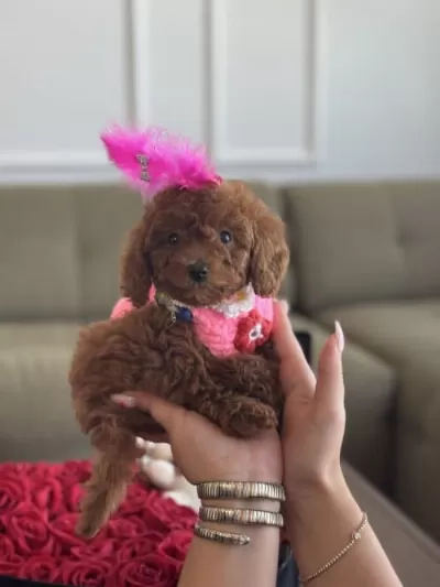 Red Brown Toy Boy Poodle Yavrularımız