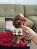 Toy Poodle 7 Aylık Erkek Sahibinden