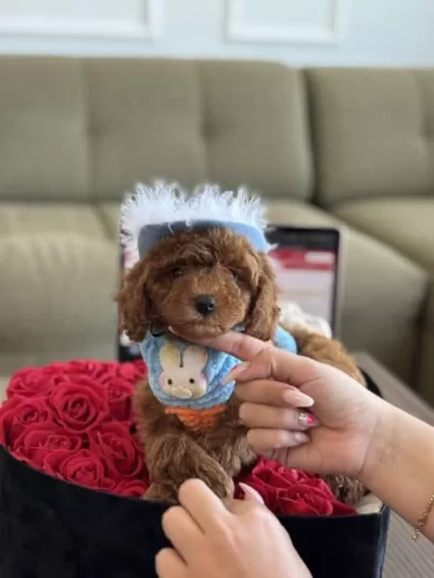 Orjinal Toy Poodle Sağlik Garantili
