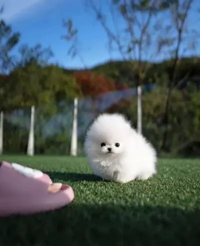 Pomeranian Boo Yavrular Sağlik Garantili