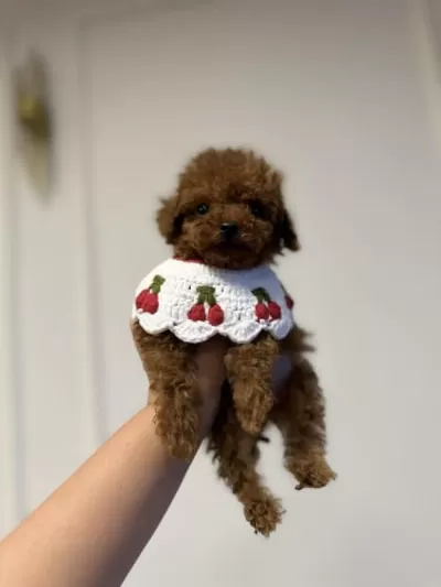 Toy Poodle Dişi Ve Erkek 4 Kg Mı Geçmez