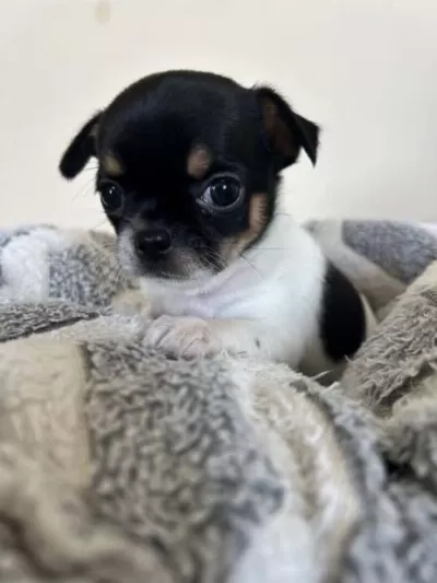 Çikolata Chihuahua Dişi