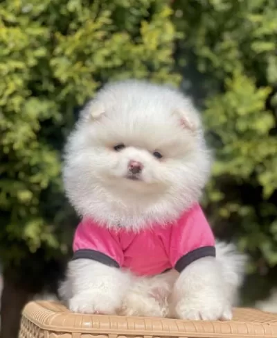 Pomeraninan Boo Sahiplendirme