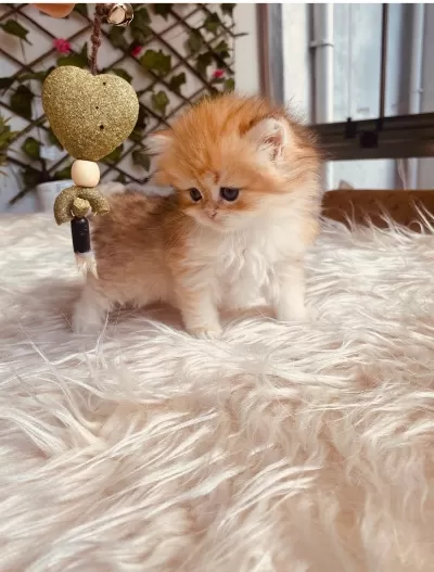 Ele Alışkın British Longhair Erkek Bebek