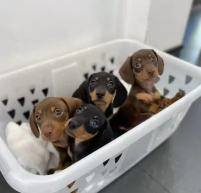 Dachshund Sosis Köpek Yavrular