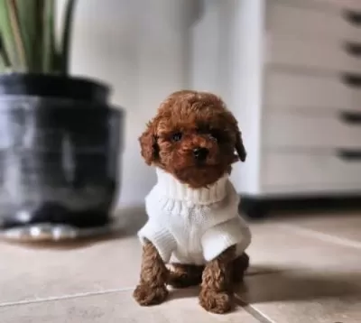 Kore Toypoodle Bebekler Ev Ortamı