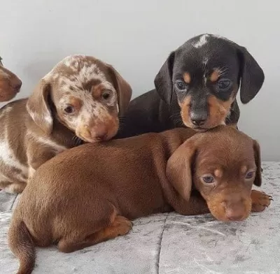 Irkının Nadide Güzellikleri Sosis Köpek Bebekleri