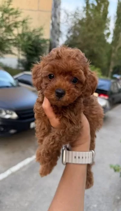 Sevimli Ve Oyuncu Red Renk Toy Poodle Yavrular