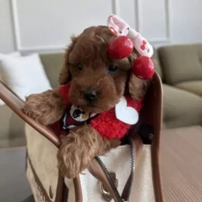 Yok Bu Kadar Guzeli Koreli Poodle Bebeklerimiz