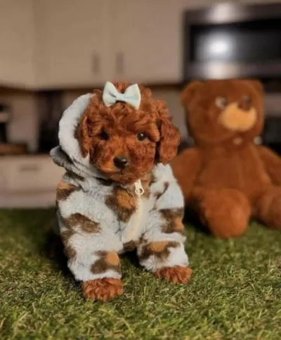 Irk Garantili Toy Boy Poodle Bebekler