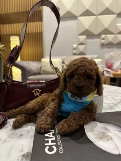 Eğitimli Sevimli Super Zeka Toy Poodle Cocuklarim