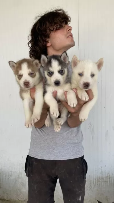 Orjinal Husky Yavrular Sağlik Garantili